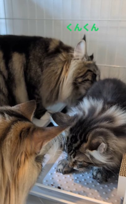 ご飯を食べる子猫と先住猫