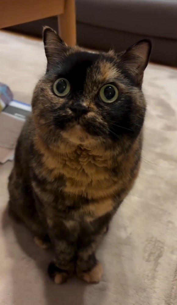 飼い主を見上げて座る猫