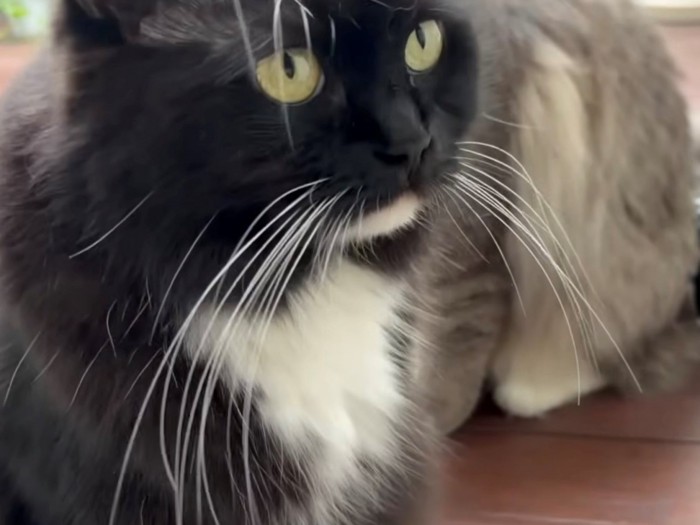 猫の顔のアップ