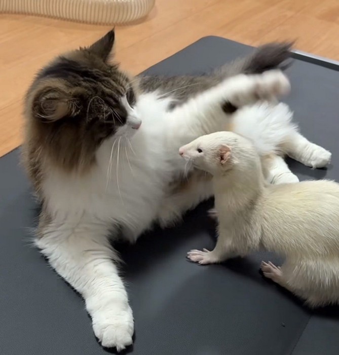 フェレットの前で左前足を上げる猫