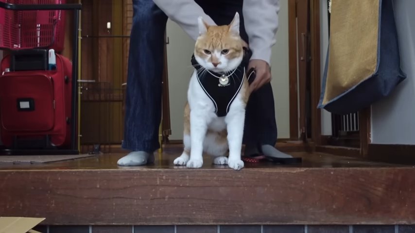 散歩準備中の猫