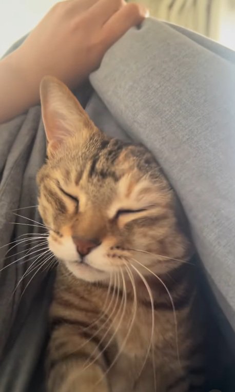 布団から顔を出し目をつぶっている眠そうなキジトラ