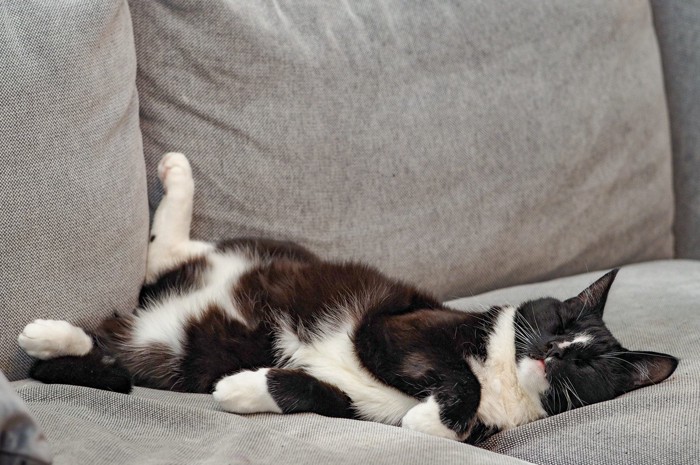 ヘソ天で眠る猫