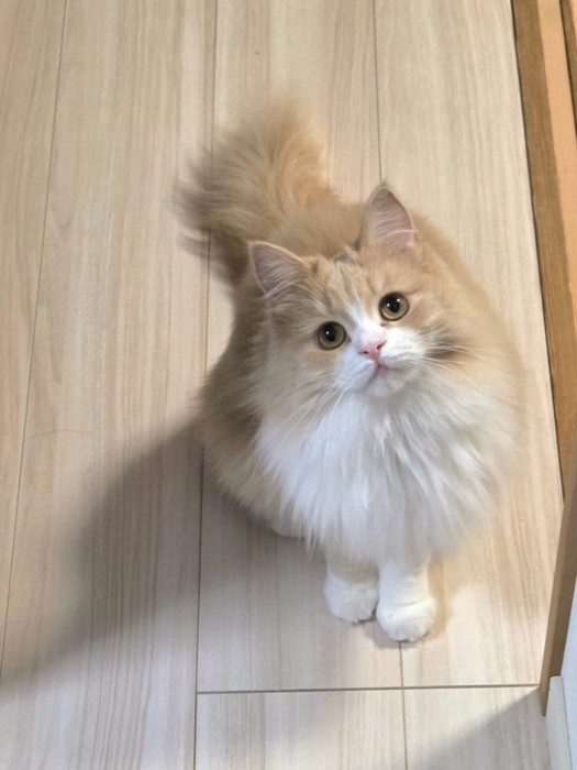 生き生きとした目で上を見上げる猫のマシュちゃん