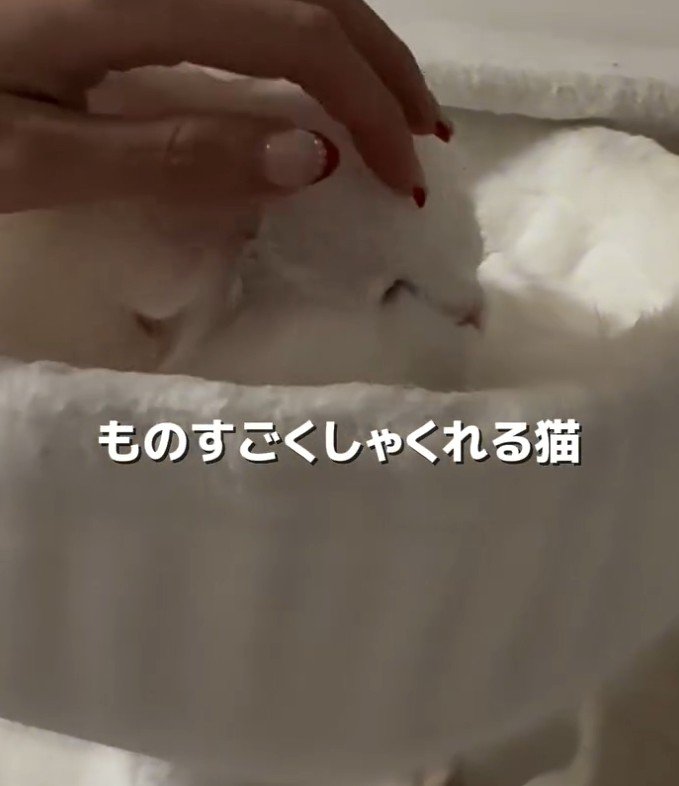 頭を撫でられる猫