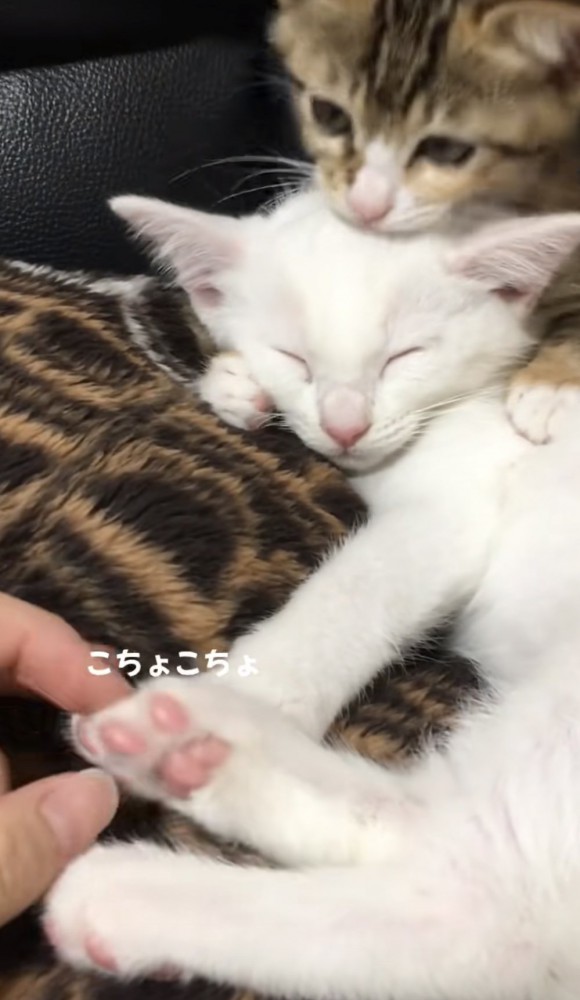 毛づくろいしている猫の写真3