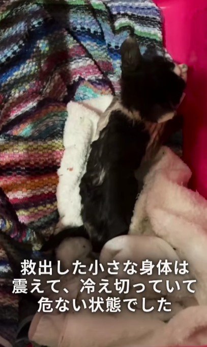 保護された子猫