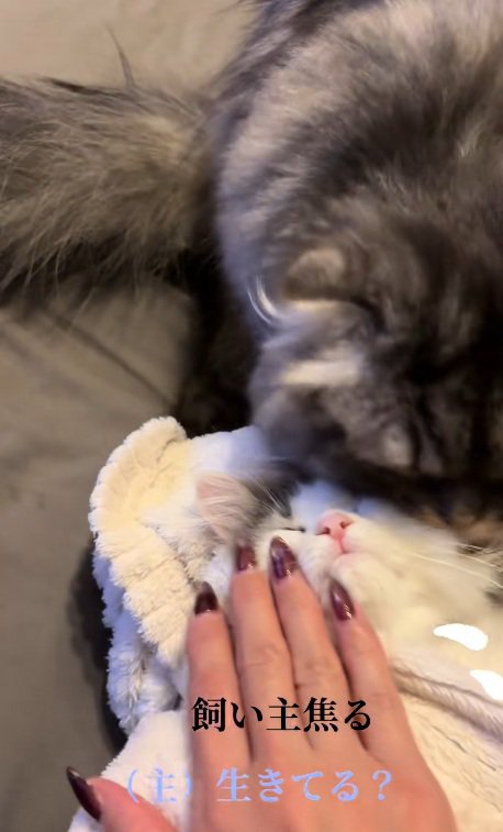 タオルで包まれている子猫をみて慌てて子猫を起こす飼い主