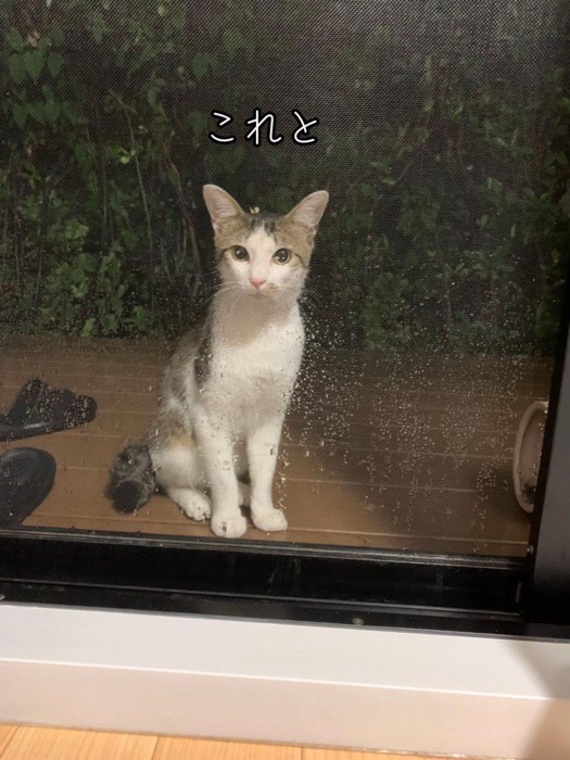 外にいる猫