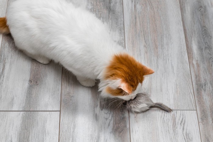 ネズミのおもちゃで遊ぶ猫