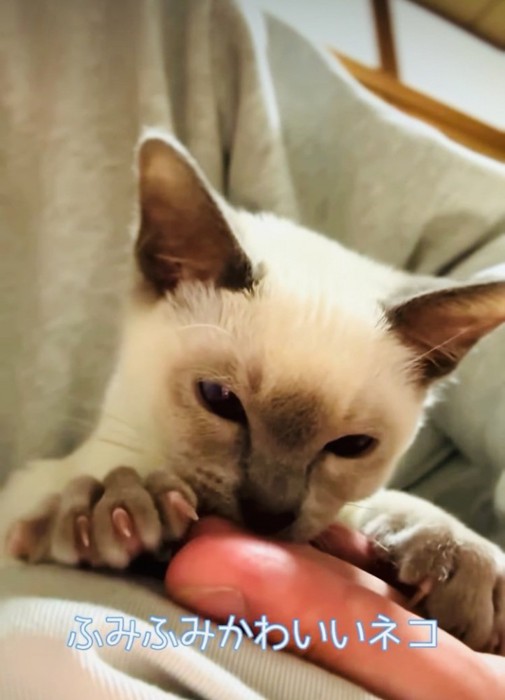 飼い主さんの手をフミフミする子猫