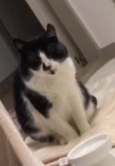 ドアの前で座る猫