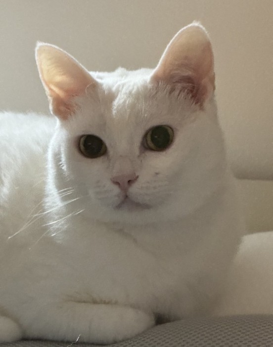 カメラ目線の白猫