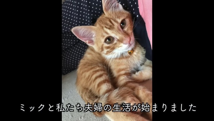 カメラ目線の子猫