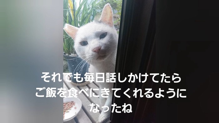 網戸から家の中をのぞく猫
