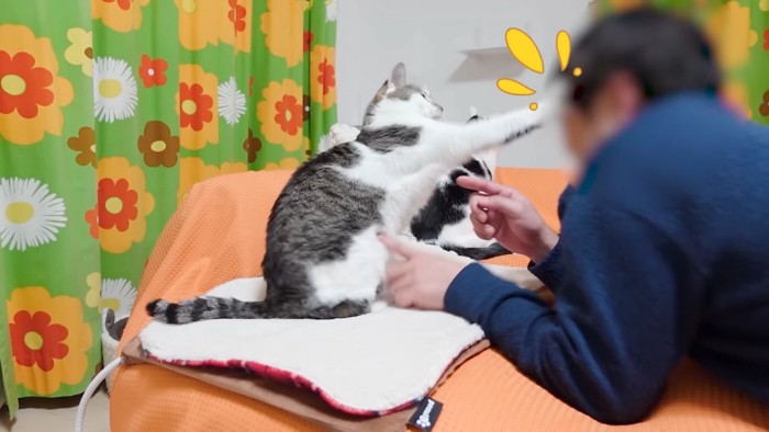 猫パンチ