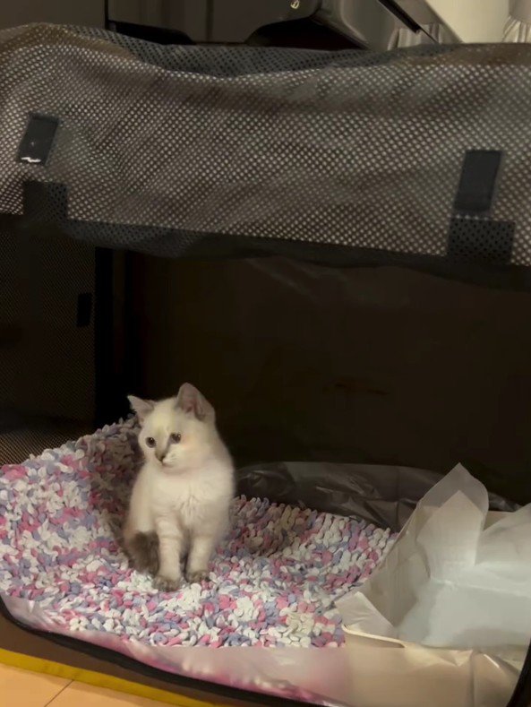 ぽつんと座っている子猫