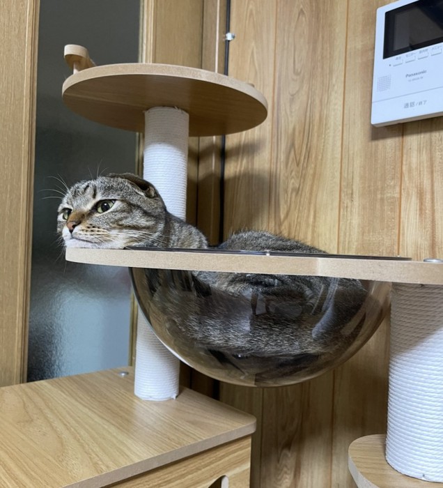 ボウルの縁に顔を乗せる猫