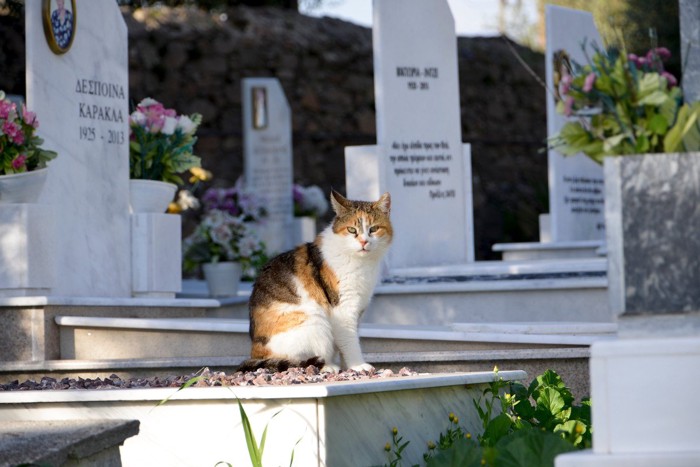 墓地にいる猫