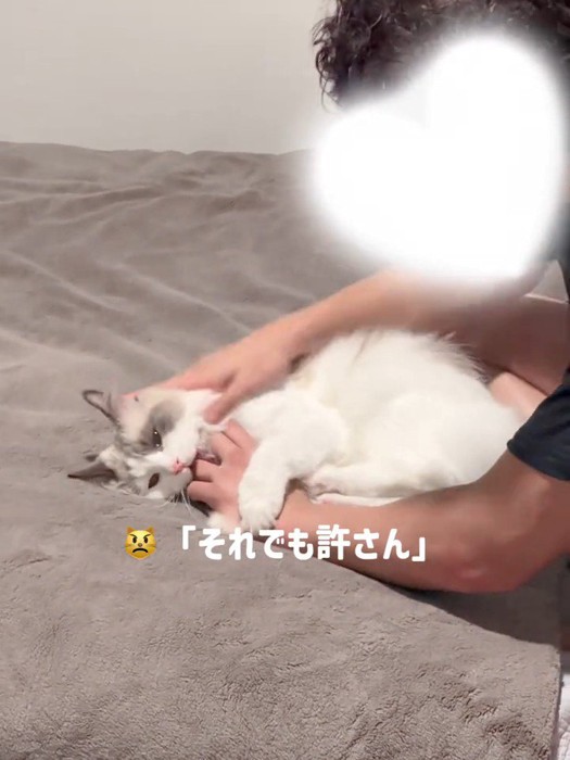 人の手を噛んで蹴る猫