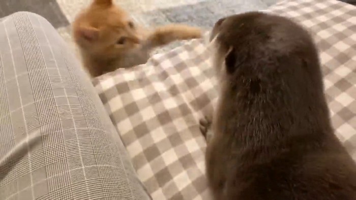 落ちるもちくん