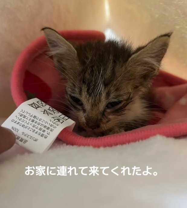 タオルにくるまっている子猫