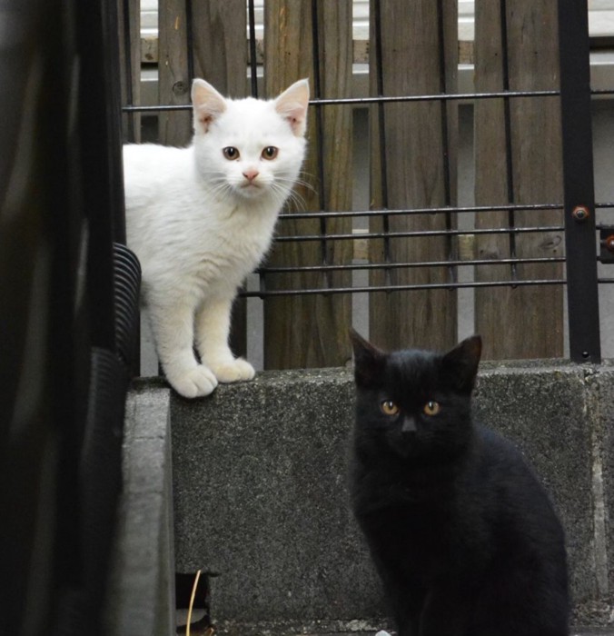 庭にいる2匹の子猫