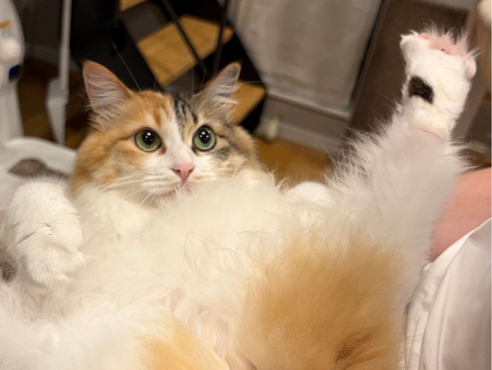 きょとんとした表情の猫