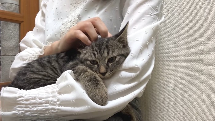 腕に抱かれるアズマくん