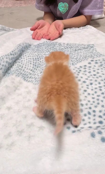 女の子に向かって歩く子猫