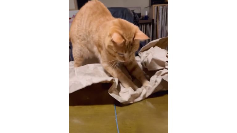 テーブルにいる猫