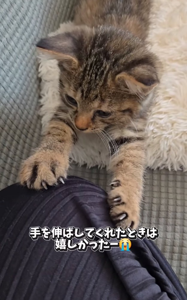 膝に前足を伸ばす子猫