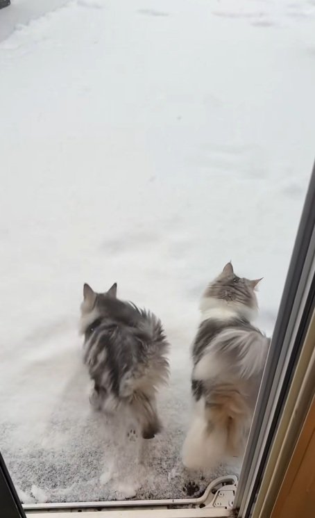 雪が積もったデッキに出る猫達
