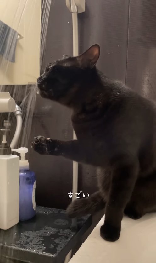 シャワーのお湯に口を近づけている猫「すごい」
