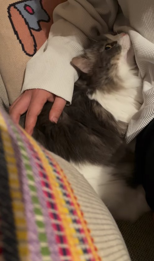 飼い主とソファの隙間にめりこんで顔を上げている長毛猫