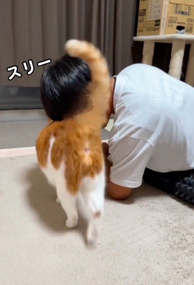 飼い主の元に戻る猫