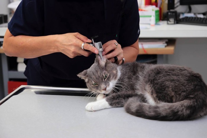 動物病院で診察中の猫