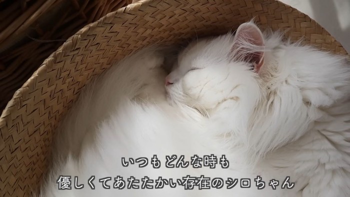 テロップ「いつもどんな時も~」