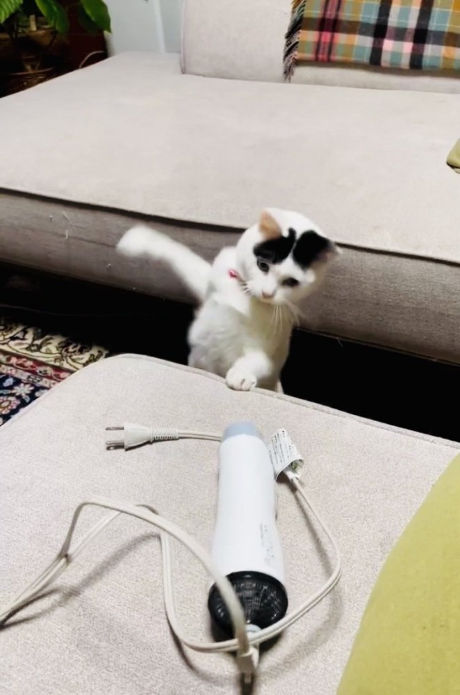 ドライヤーにパンチする三毛猫