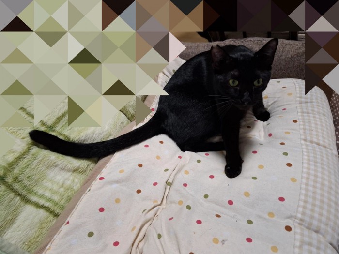座っている猫