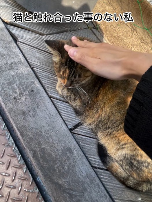 なでられる猫