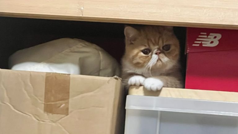 押し入れにいる猫