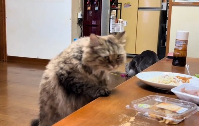 猫じゃらしで遊ぶねくろくん