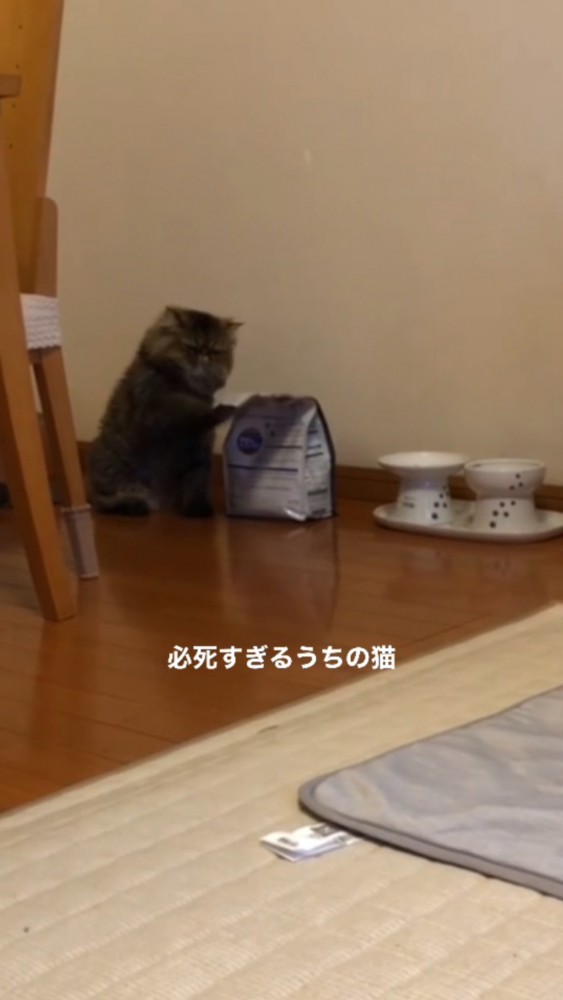 休憩が終わり再び袋を叩き始めたぽちゃちゃん