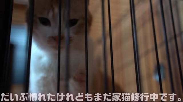 だいぶ慣れたけれども~