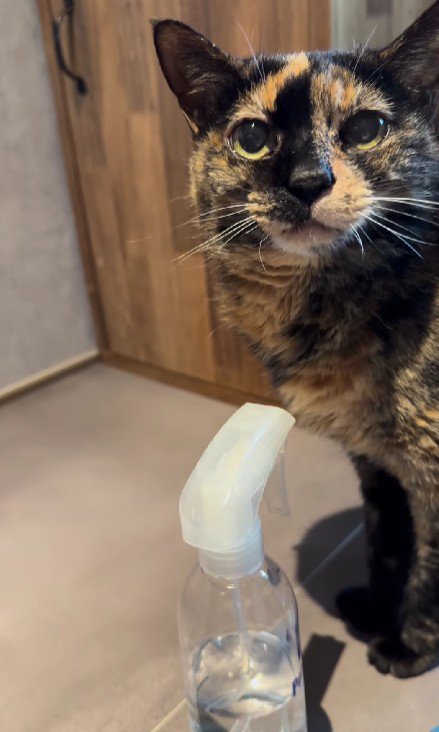 口を閉じている猫