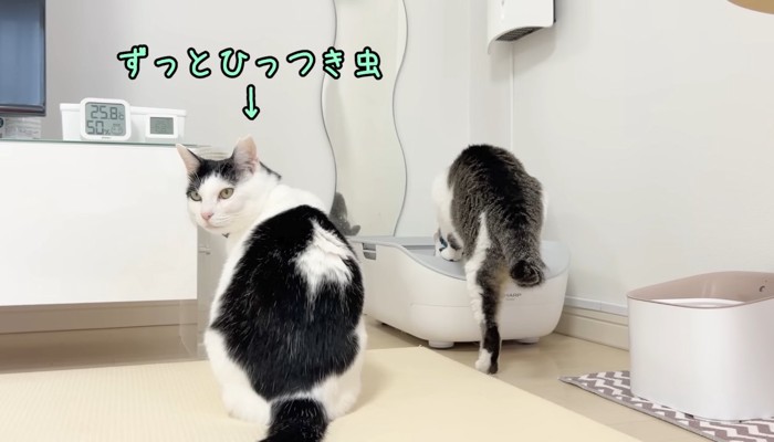 ずっとひっつき虫