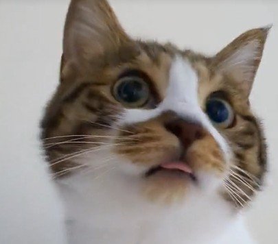 口から舌がはみ出る猫