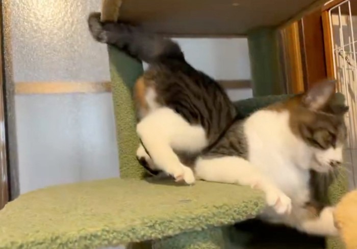 隙間に落ちた猫