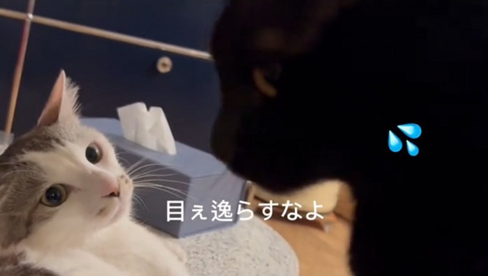 睨む猫